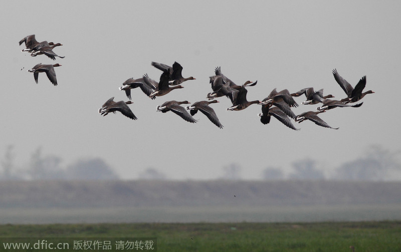 Una bandada de cisnes sobrevuela el lago Poyang. [Foto: IC]