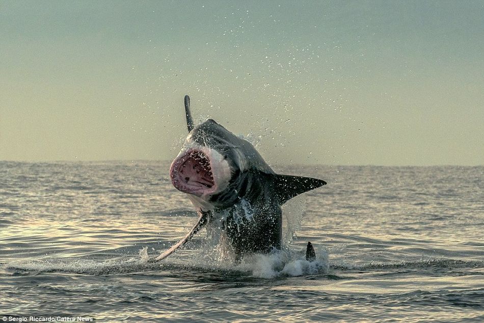 Foca escapa de boca de tiburón
