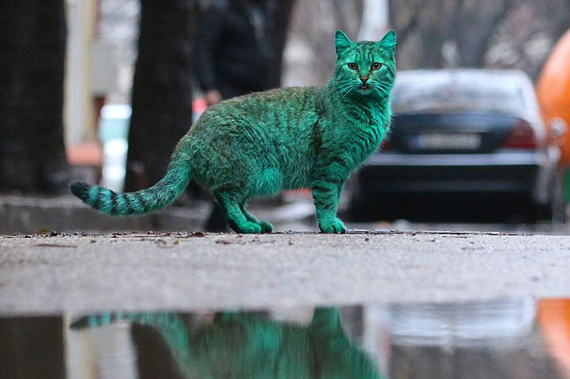 Un gato verde en Bulgaria