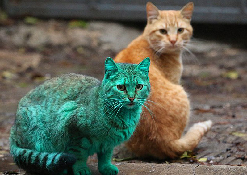 Un gato verde en Bulgaria
