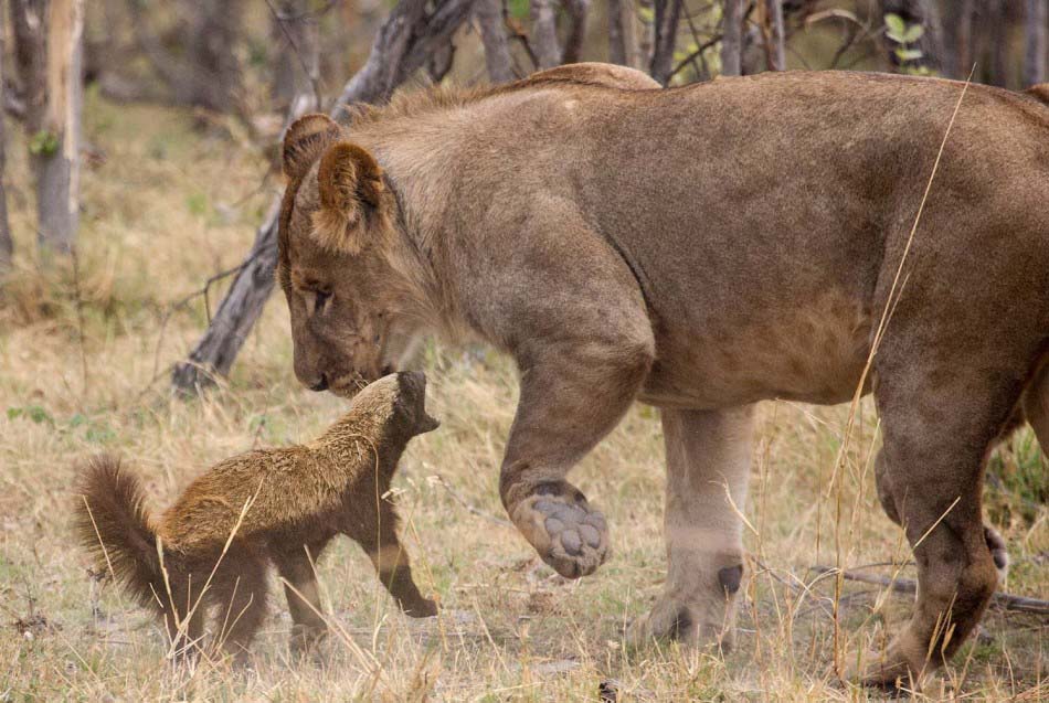 Pelea entre 1 ratel y 8 leones