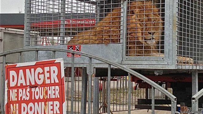 México prohíbe animales en los circos