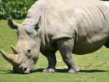 Sólo quedan cinco ejemplares de rinoceronte blanco en el mundo