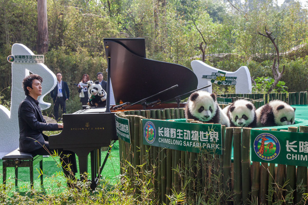 El pianista chino Li Yundi toca una melodía para los trillizos del oso panda en el Parque Safari Chimelong de Guangzhou, capital de la provincia de Guangdong. [Foto proporcionada a China Daily]