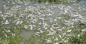 Misteriosa muerte masiva de peces en Bolivia