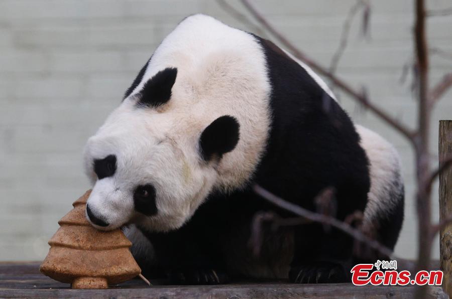 Panda recibe regalo de Navidad en el Zoo de Edimburgo