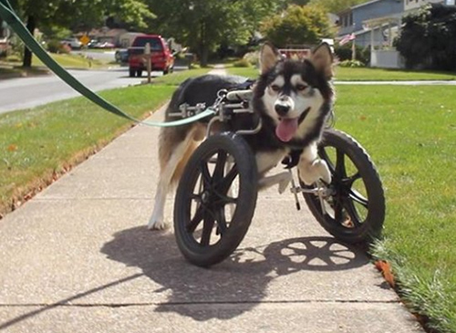 Tecnología 3D ayuda a un perro a correr