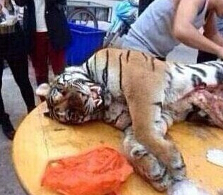 Empresario chino condenado a 13 años de cárcel por comerse a tres tigres