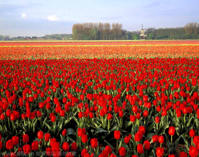 Los campos de tulipanes de Lisse, en Países Bajos, también ha sido destacado por CNN entre los 15 paisajes más coloridos del mundo.[Foto:IC]