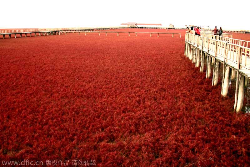 La playa roja en Panjin, en Liaoning, es uno de los símbolos naturales de China. El color de la playa se le atribuye a los juncos que crecen en el agua salada. [Foto:IC]