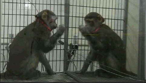 Vinagre embrague núcleo Los monos pueden reconocerse en un espejo