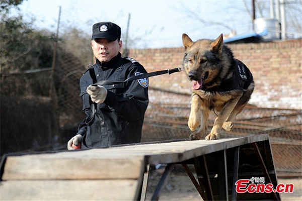 Perros policía se preparan para el éxodo de año nuevo chino