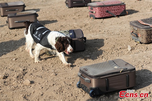 Perros policía se preparan para el éxodo de año nuevo chino