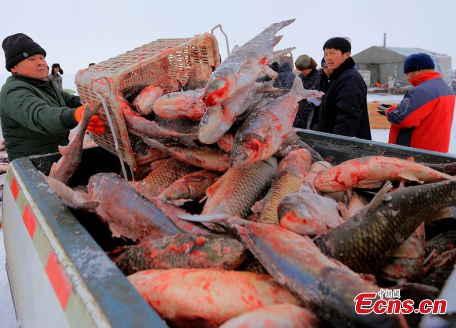 Temporada alta de pesca en los lagos de Xinjiang