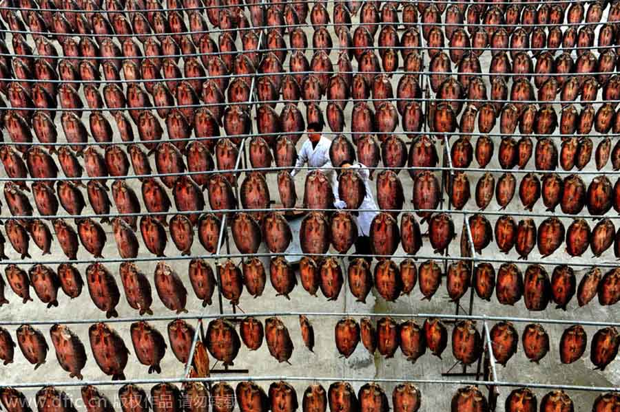 Trabajadores chinos cuelgan el pescado en postes para que se seque durante el Festival de Primavera en un taller de Hangzhou, provincia de Zhejiang, el 25 de diciembre de 2012. [Foto/IC]