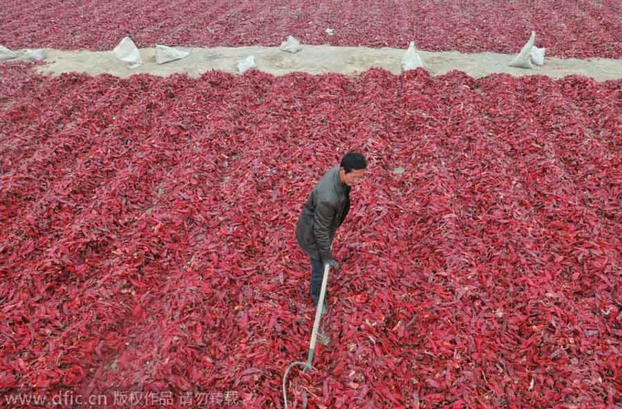 Agricultores esparcen y secan las guindillas rojas en el condado de Hejing, región autónoma Uygur de Xinjiang, el 7 de febrero de 2011. [Foto/IC]
