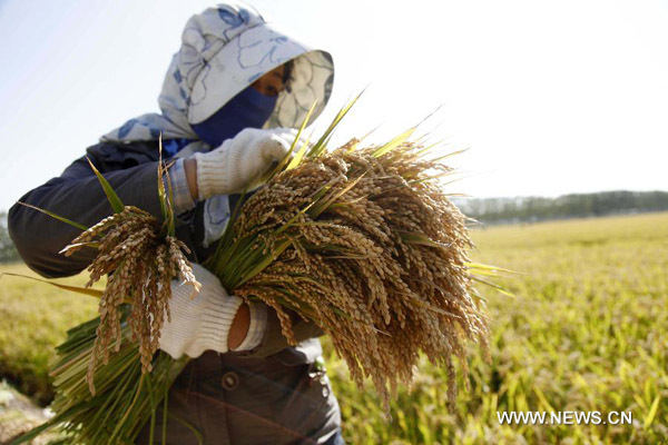 Enfoque de China: China acelerará modernización agrícola mediante reformas