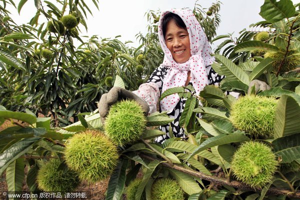 Enfoque de China: China acelerará modernización agrícola mediante reformas