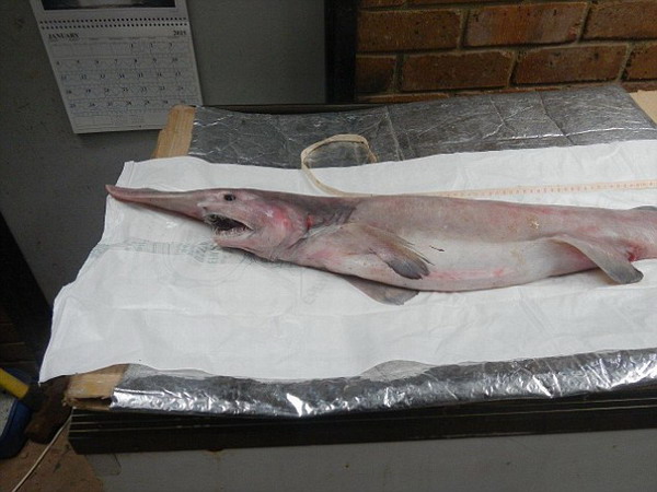 Un australiano ha pescado un tiburón duende, considerado el fósil viviente de tiburones