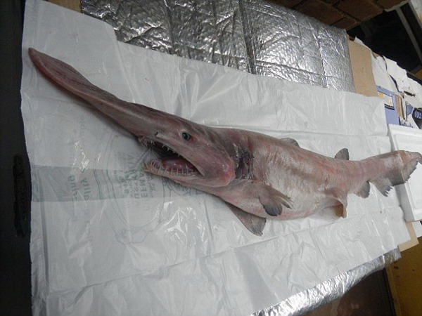 Un australiano ha pescado un tiburón duende, considerado el fósil viviente de tiburones