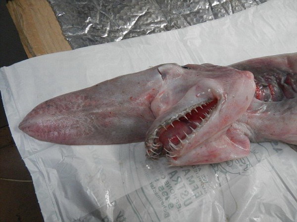 Un australiano ha pescado un tiburón duende, considerado el fósil viviente de tiburones