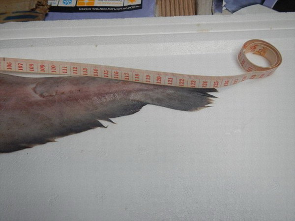 Un australiano ha pescado un tiburón duende, considerado el fósil viviente de tiburones