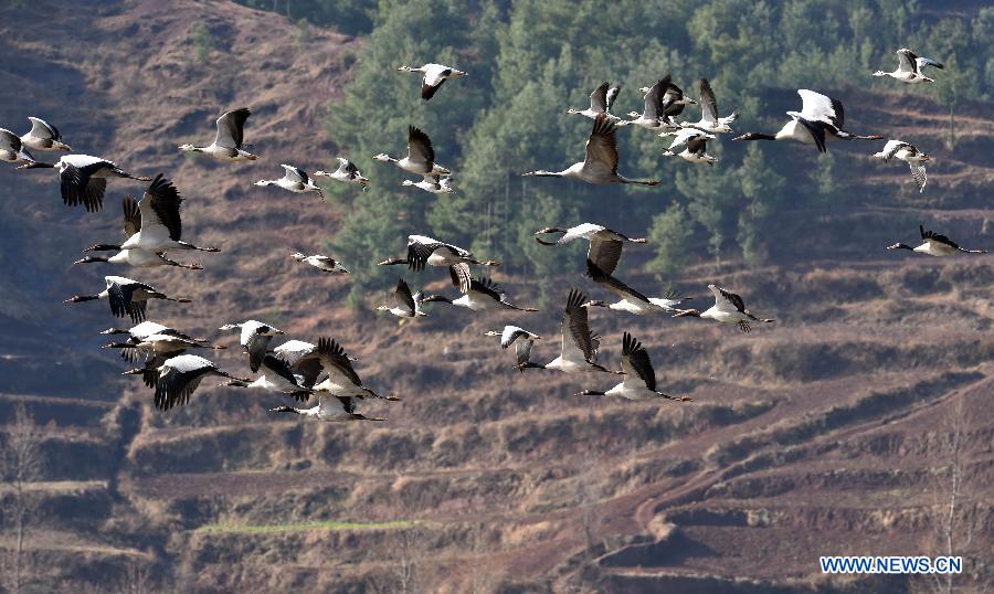 Aves migratorias vuelan sobre la Reserva Nacional Natural de Yunnan