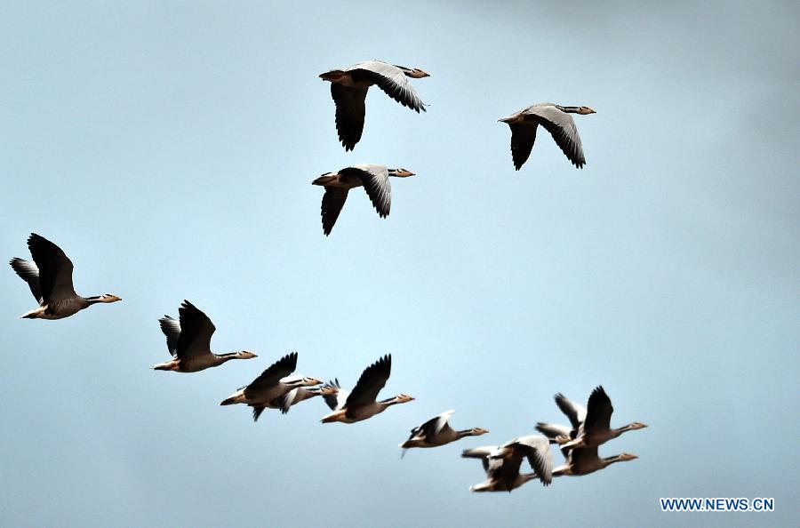 Aves migratorias vuelan sobre la Reserva Nacional Natural de Yunnan