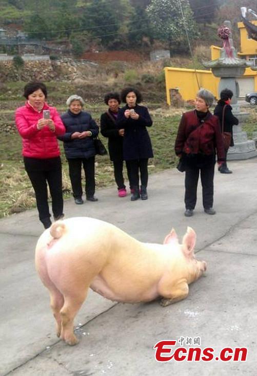 Un cerdo devoto conmueve a los peregrinos
