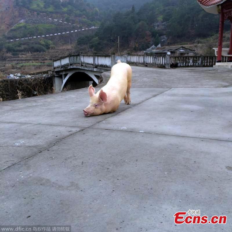 Un cerdo devoto conmueve a los peregrinos