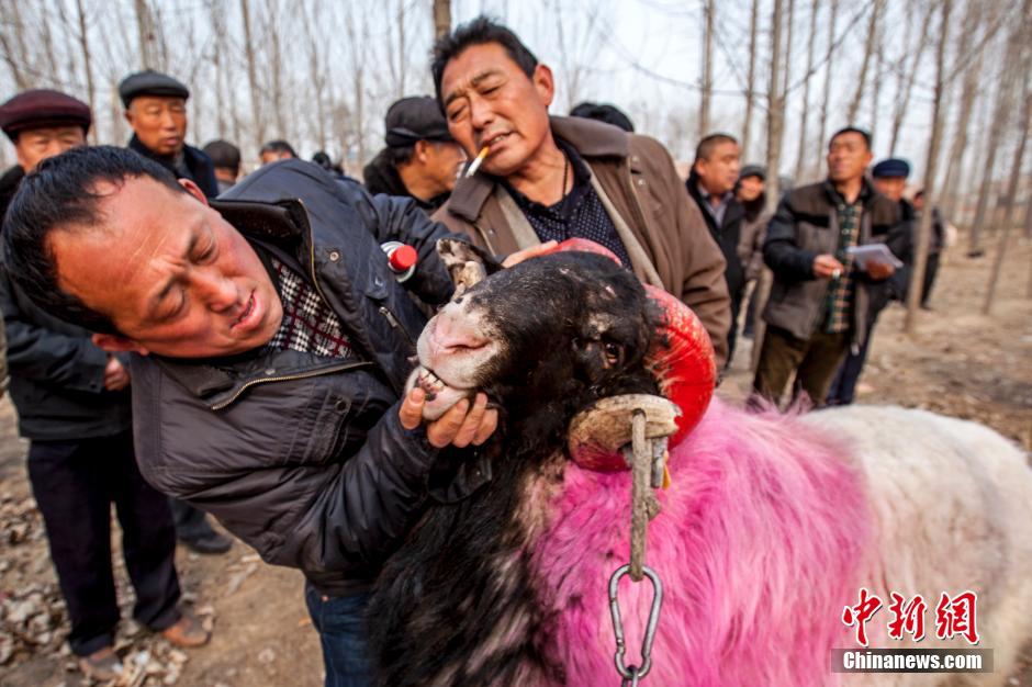 Lucha de ovejas en el condado Hua de Henan