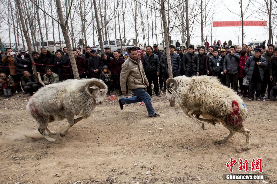 Lucha de ovejas en el condado Hua de Henan