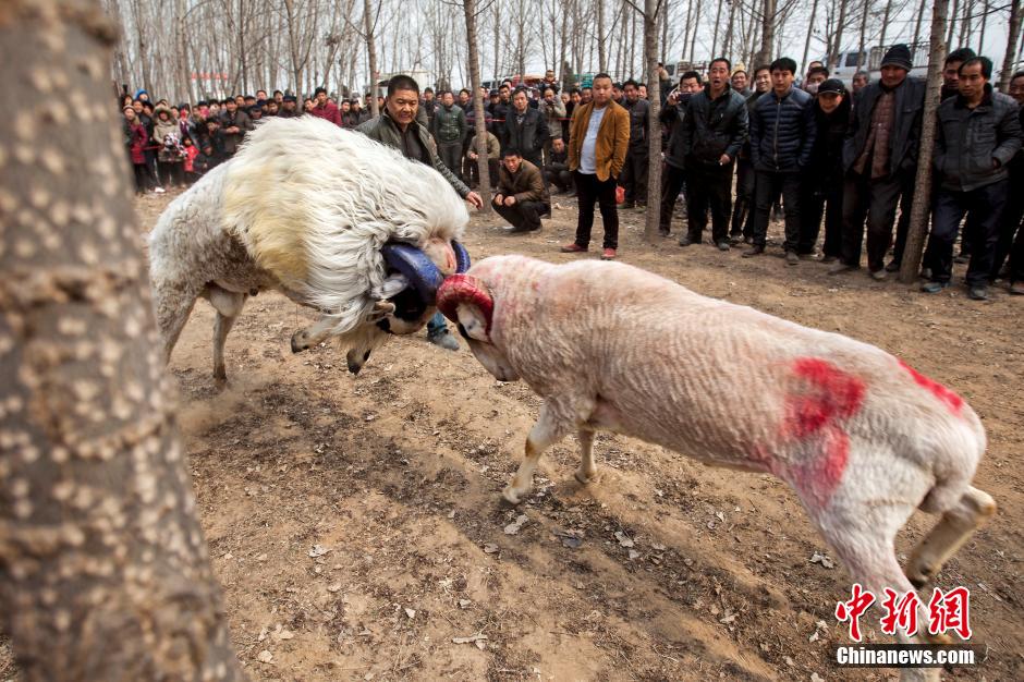 Lucha de ovejas en el condado Hua de Henan