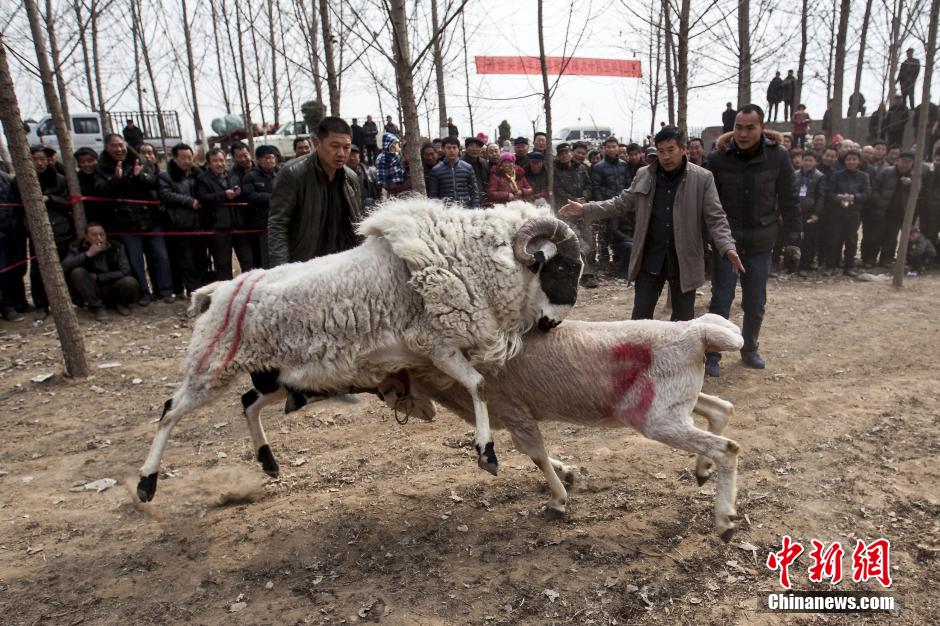 Lucha de ovejas en el condado Hua de Henan