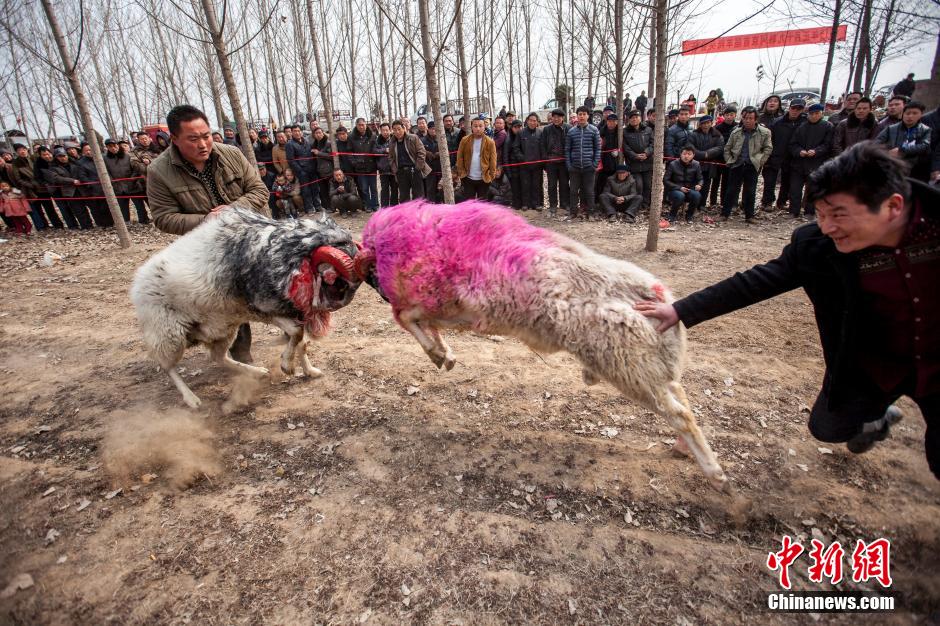 Lucha de ovejas en el condado Hua de Henan