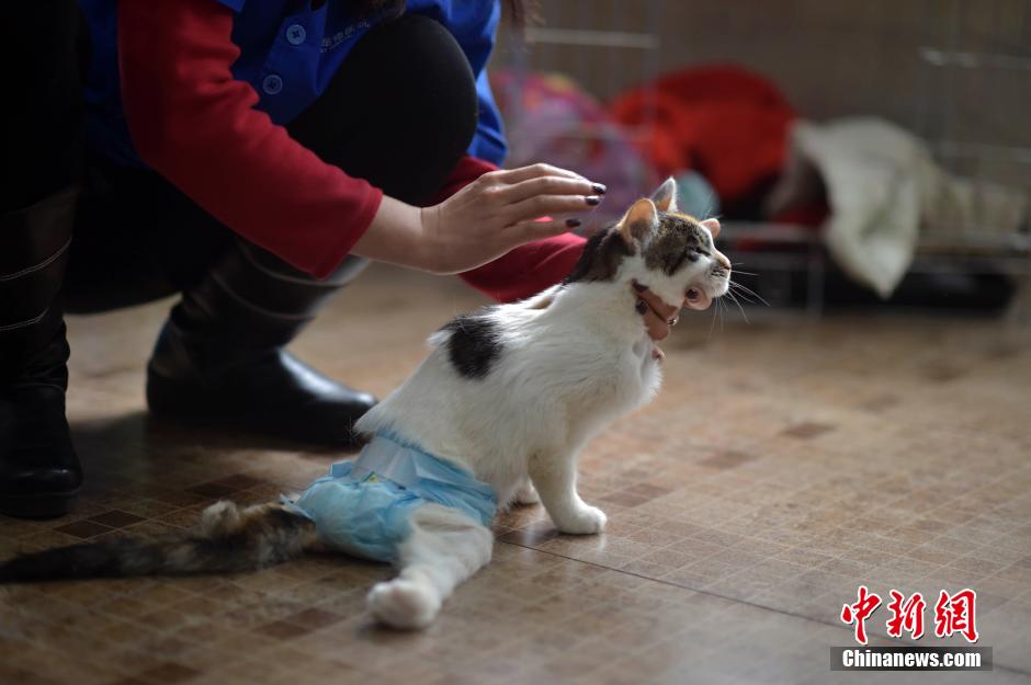 Un gato paralítico vuelve a caminar gracias a un patín