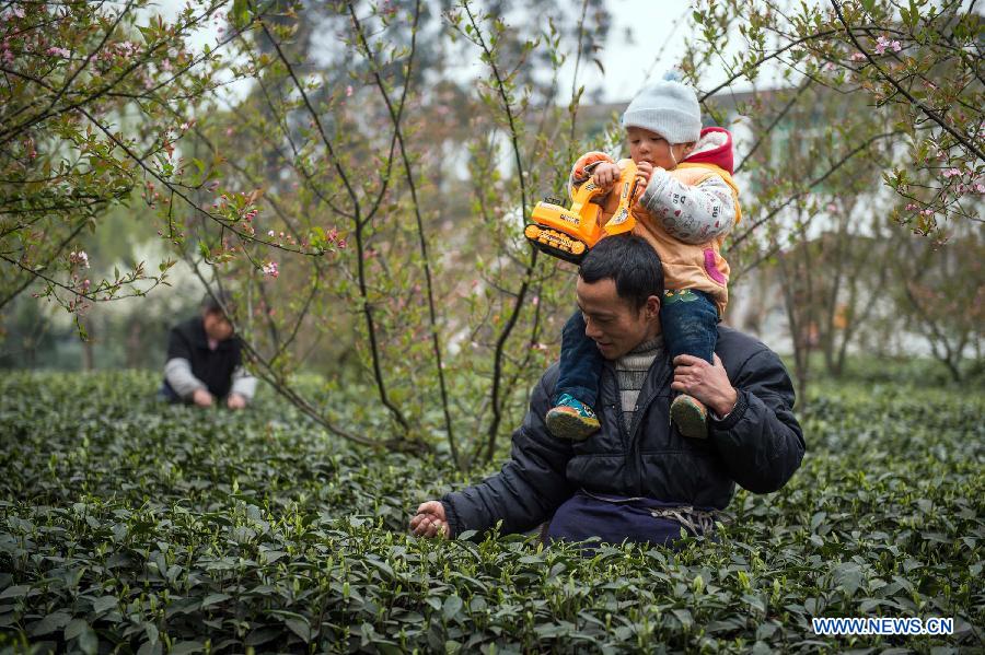 Jiang Wenyong, recolector de té, trabaja en la aldea de Shuanghe. Ya'an, Sichuan. [Foto: Xinhua]