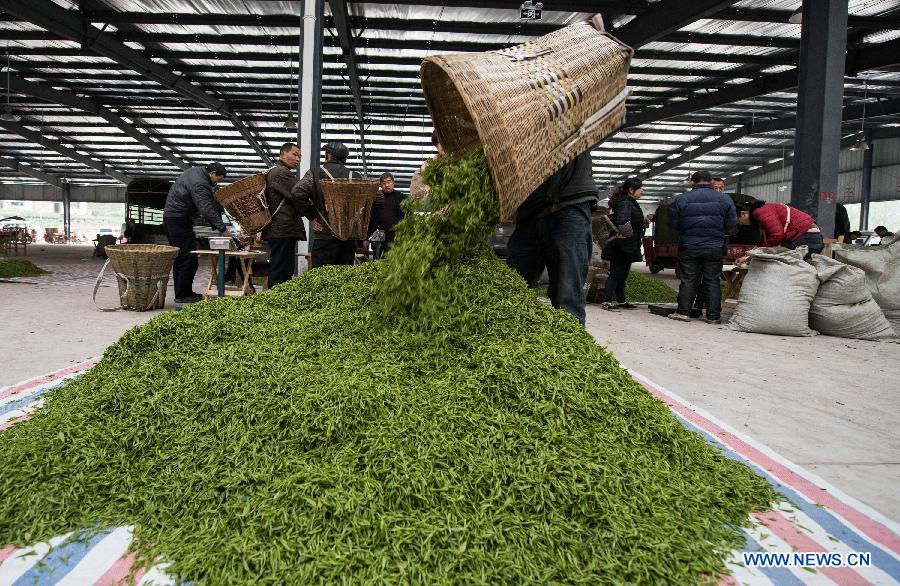 Los agricultores venden las hojas de té fresco a los comerciantesde en un mercado de Shuanghe. Ya'an, Sichuan. [Foto: Xinhua]