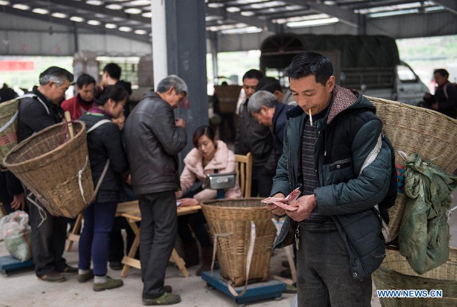 La mejor producción es la cosechada antes del Qingming Festival (5 de abril). El té de este período es considerado excepcional. Ya'an, Sichuan. [Foto: Xinhua]