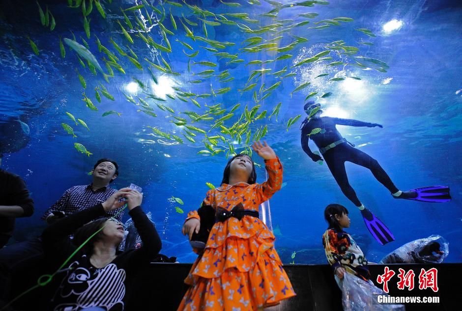 Turistas de Tianjin duermen en el Ocean Park para experimentar la vida con el pez 3