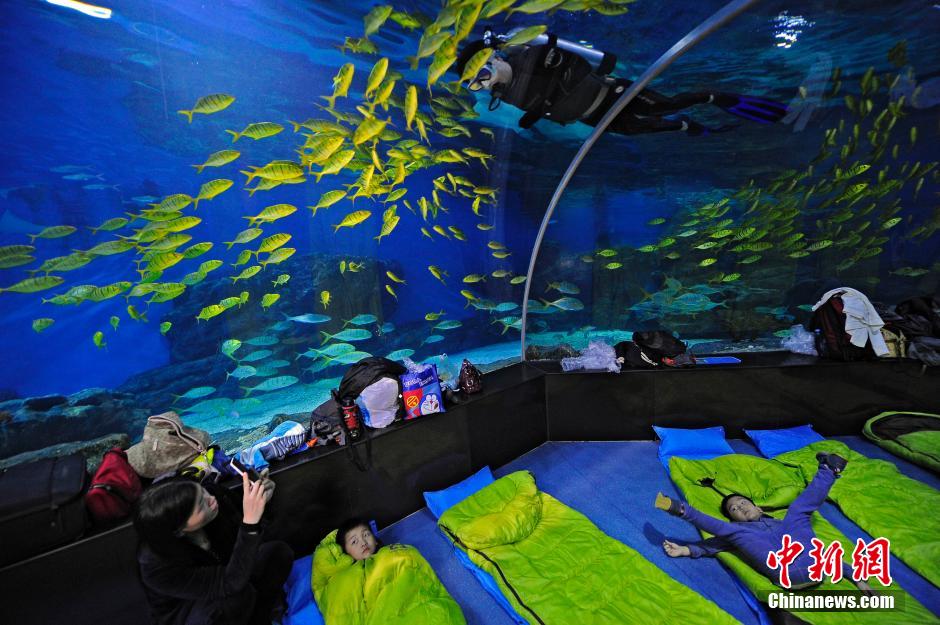 Turistas de Tianjin duermen en el Ocean Park para experimentar la vida con el pez 2