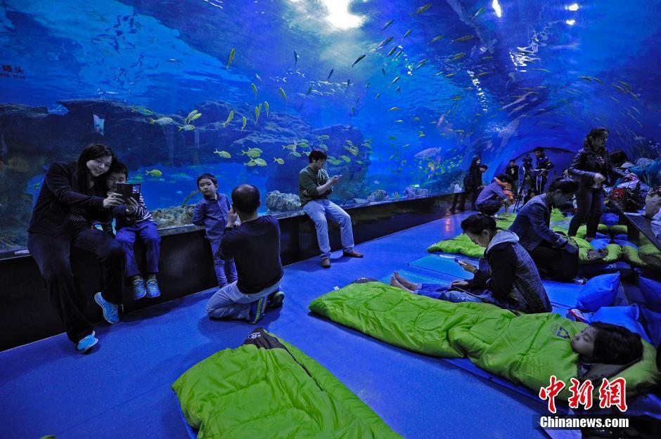 Turistas de Tianjin duermen en el Ocean Park para experimentar la vida con el pez 5