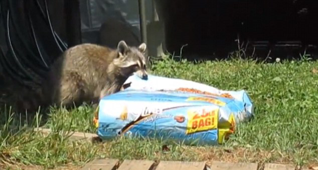 Mapache robando comida 4