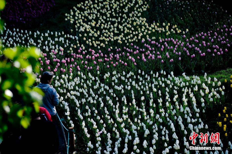 Tulipanes en plena floración en jardín Botánico de Xiangshan, Beijing