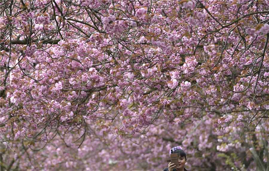 Flores de cerezo en todo el mundo