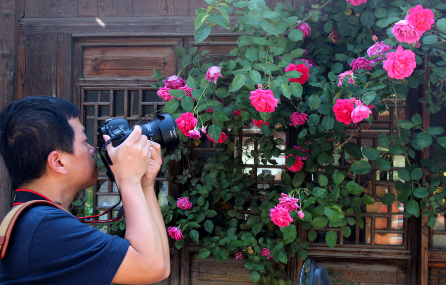 Un hombre toma fotos de rosas chinas en el camino Pingjiang, Suzhou, provincia de Jiangsu, el 5 de mayo de 2015. [Foto por Wang Jiankang / Asianewsphoto]