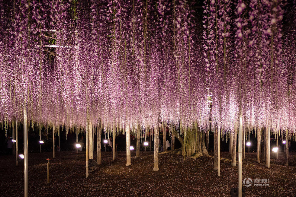 La hermosa planta rosa de glicina de 144 años en Japón