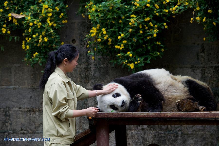 Comienzan celebraciones por cumpleaños de oso panda vivo más longevo de China