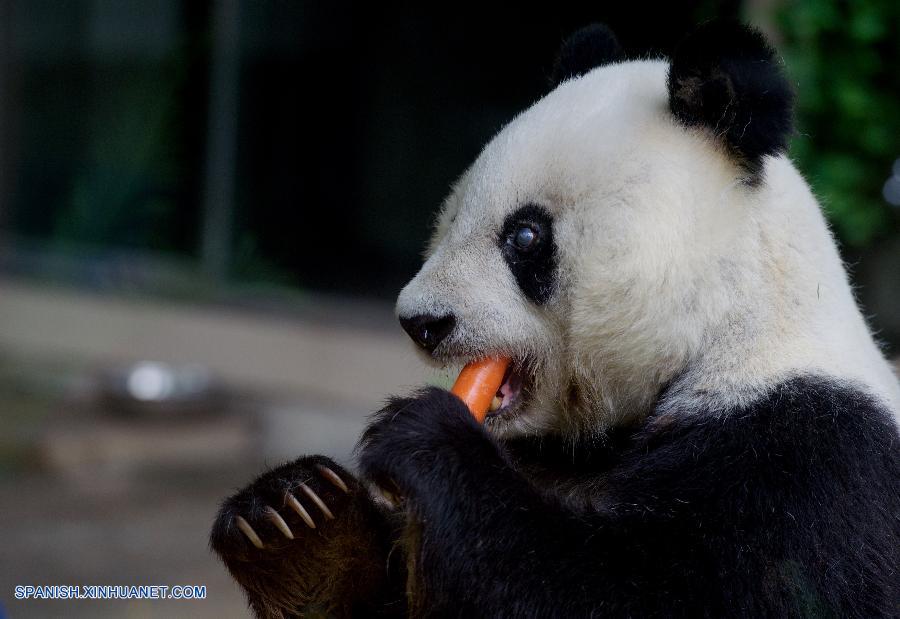 Comienzan celebraciones por cumpleaños de oso panda vivo más longevo de China 2