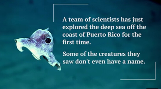 Descubren miles de nuevas criaturas en el mar del Caribe y el Atlántico